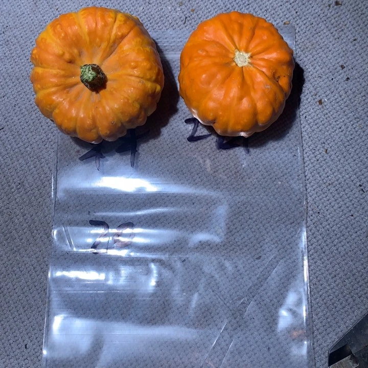 文玩核桃吊坠森***1文玩葫芦顾虑