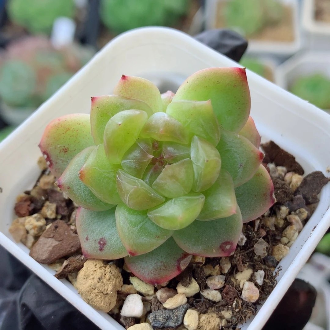 58包邮  群生不包整荔枝111