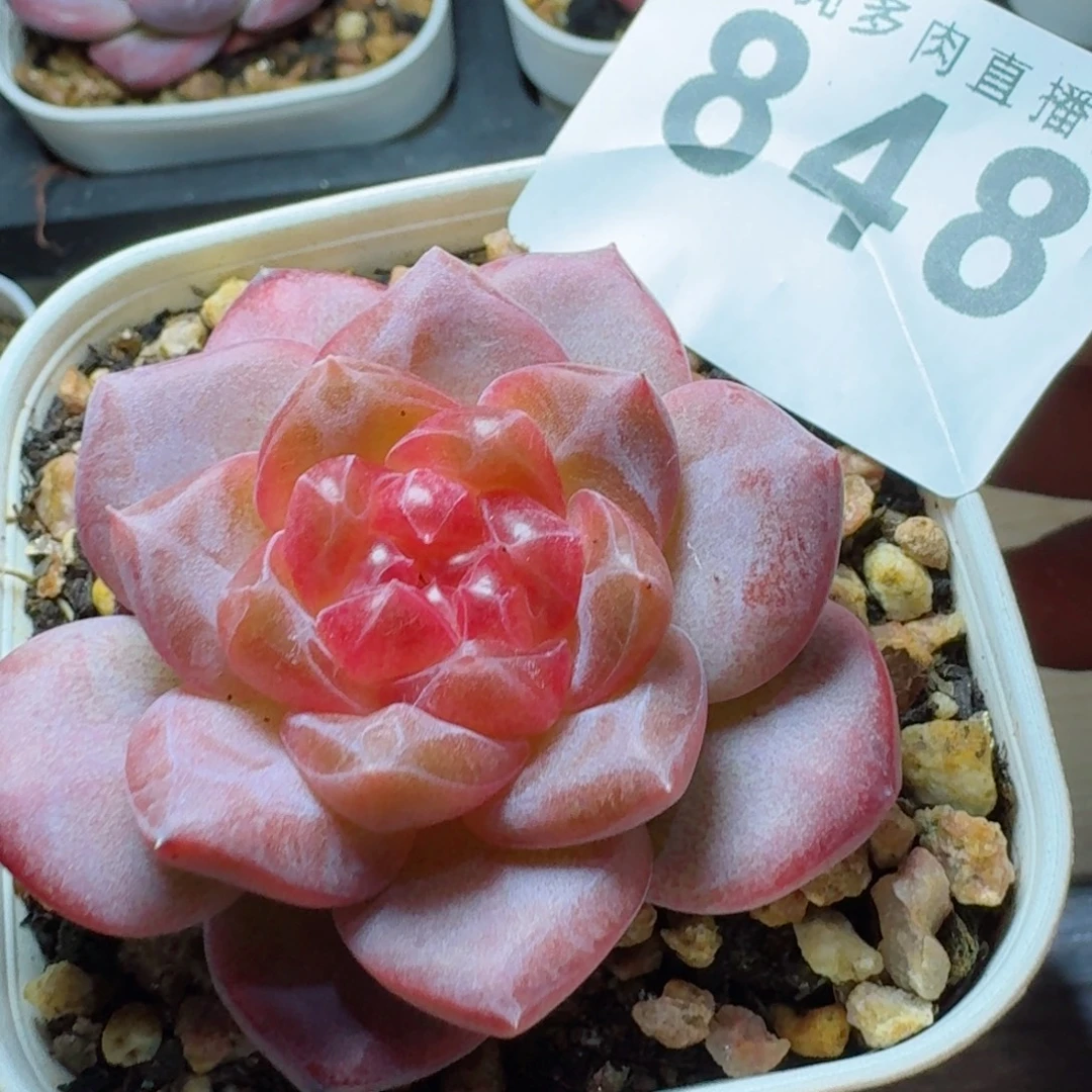 红灯芯          摇身一变高富帅，一夜暴富动作快
