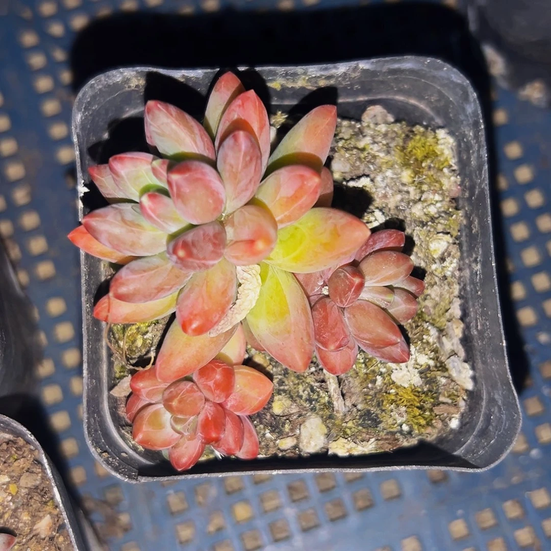 桔云多肉美人精品系列