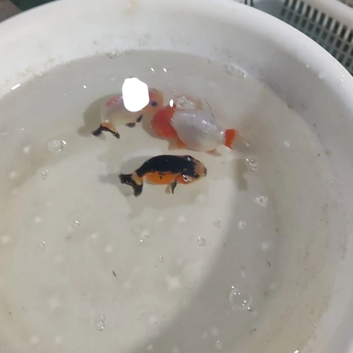 海水鱼兰寿兰寿兰寿兰寿