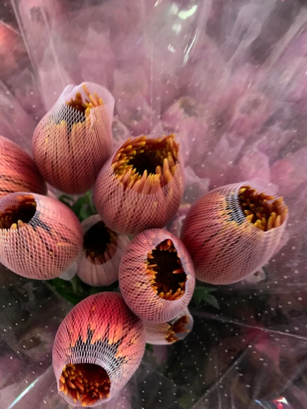 烟花菊 优质 云南现采