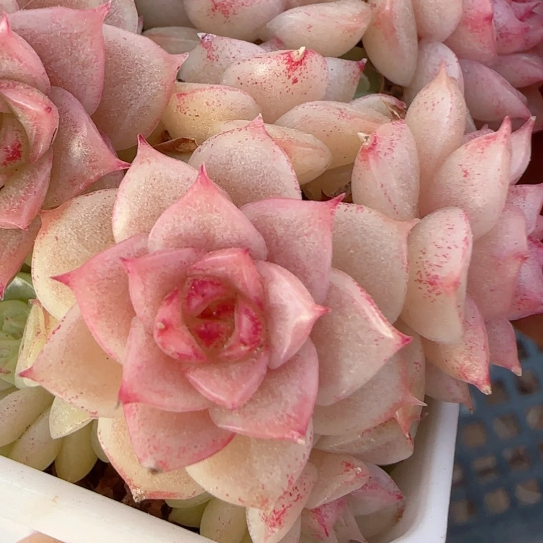 娇***悍【闪购商品】0212-9（m1-547）