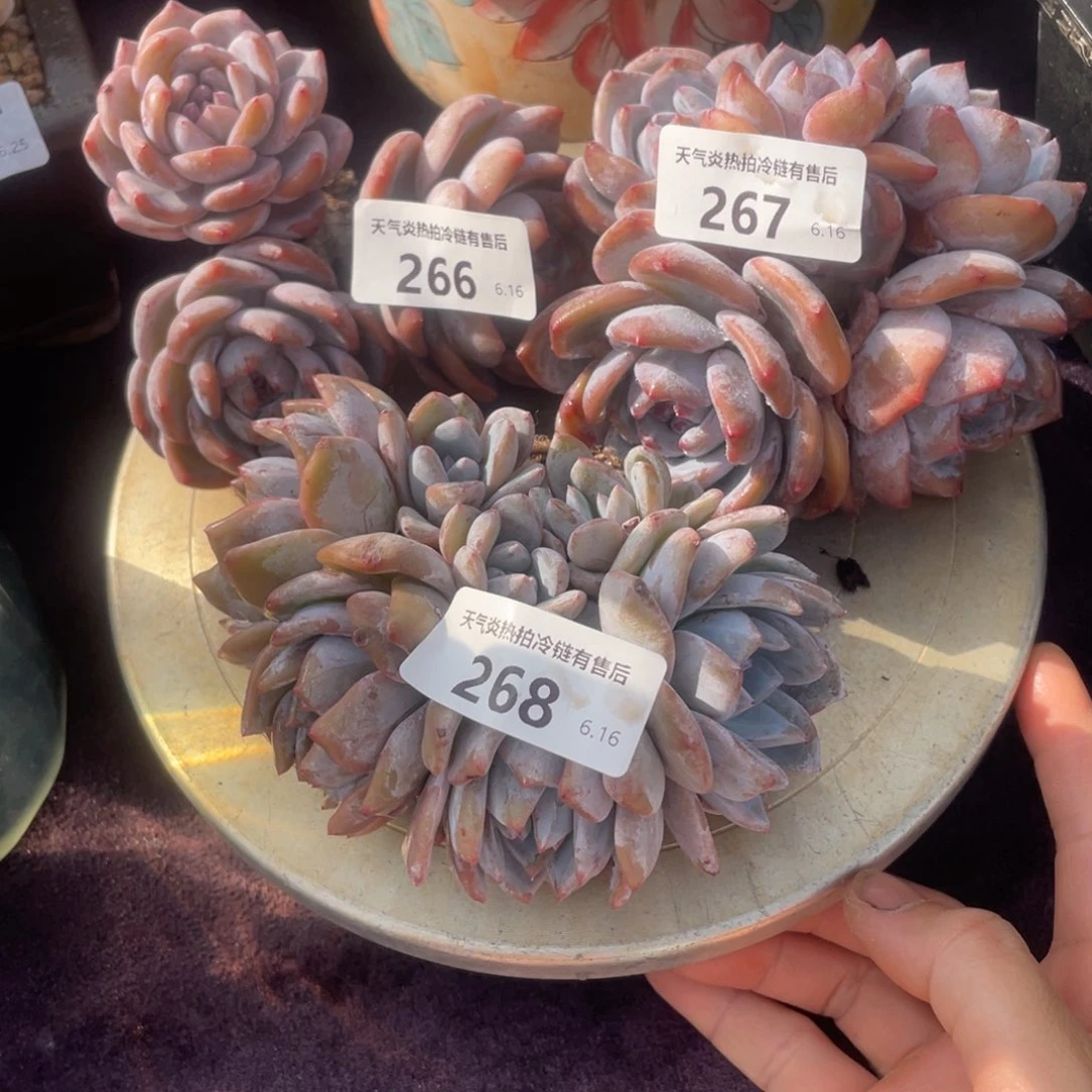 罗***敏266三颗橙子群生多肉植物