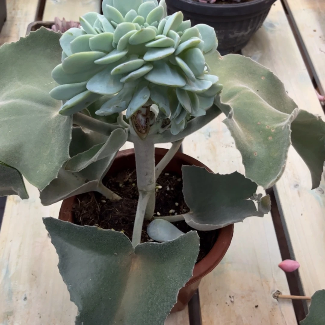嘿***尔多肉植物多肉植物