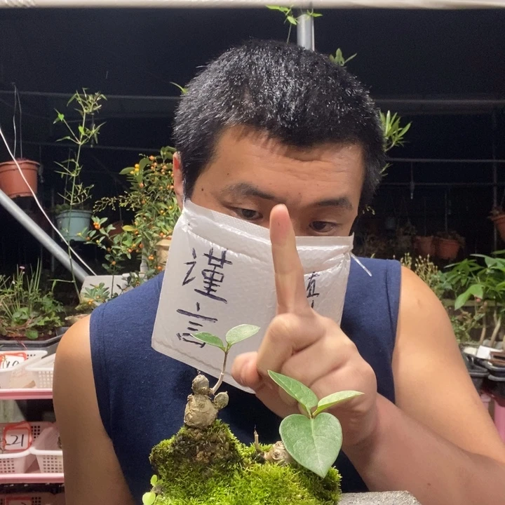 普***~以实际为准盆景绿植盆栽36