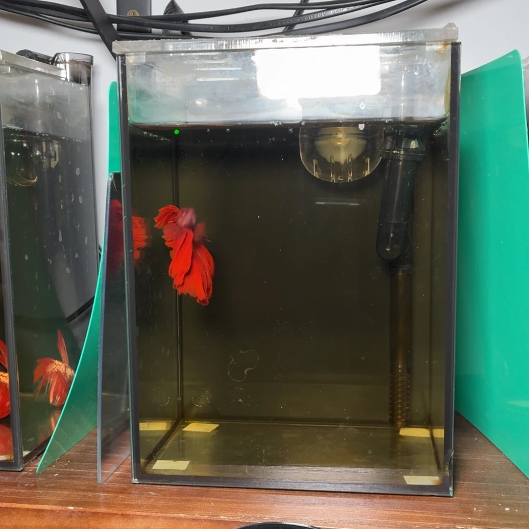 斗鱼大红袍半月公鱼