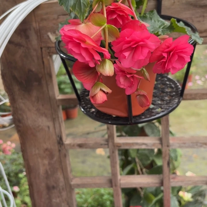 完全开放垂钓胭脂粉