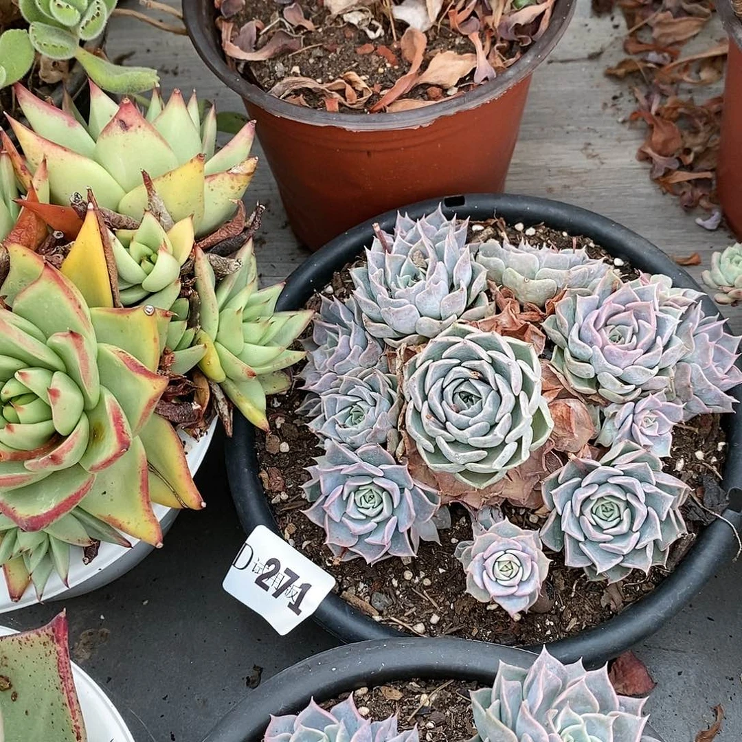 流*飞271韩版天赐多肉植物