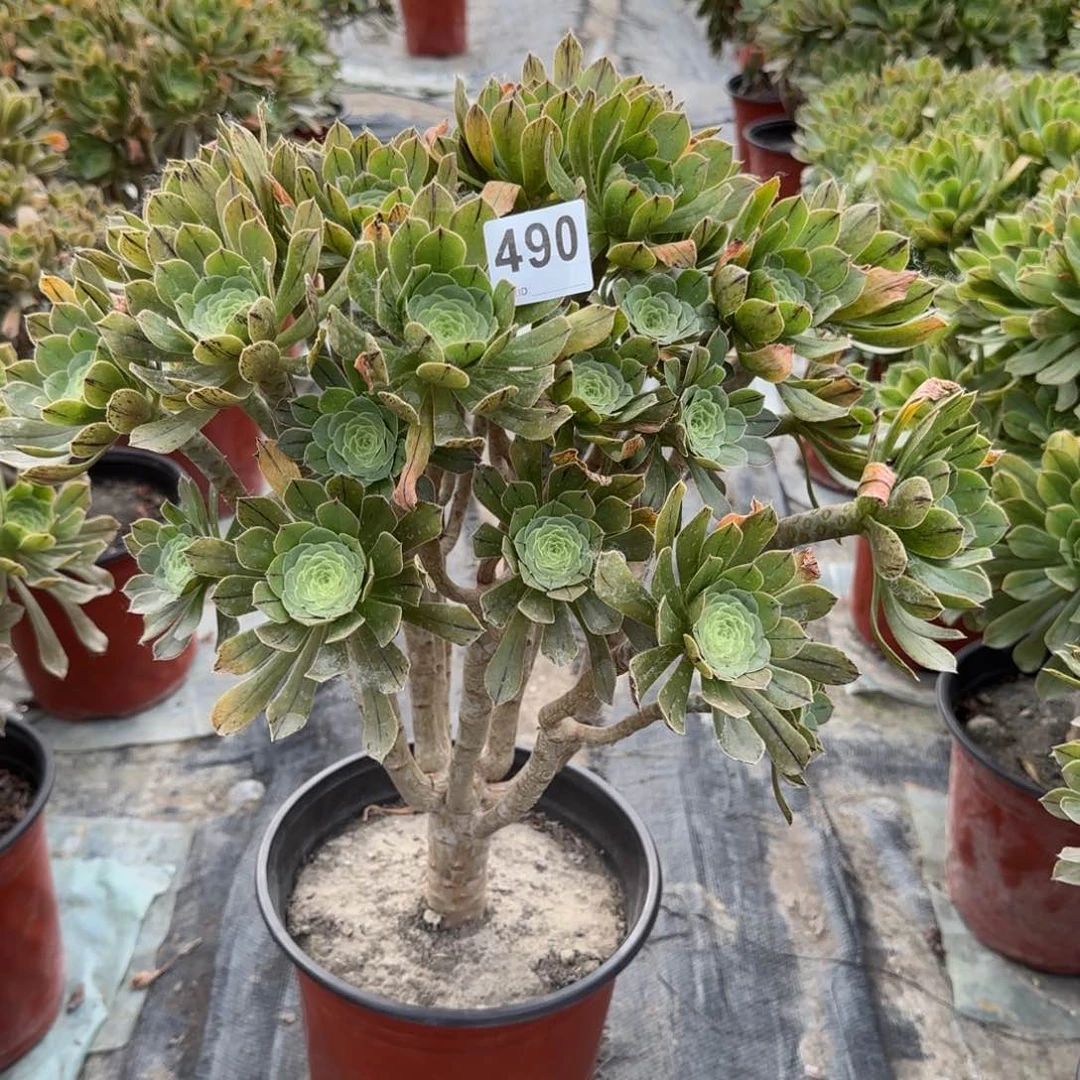 490多肉植物绿法师