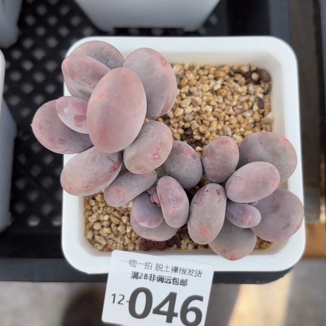 大叶奶老桩整群多肉