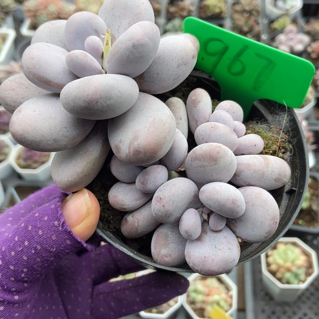 967橙雪球多肉植物