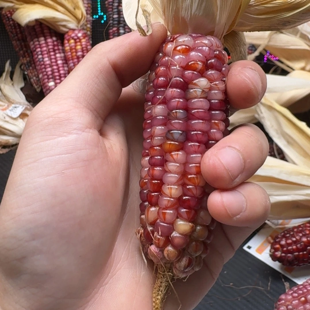 玉***亏吊坠柏香籽/百香籽