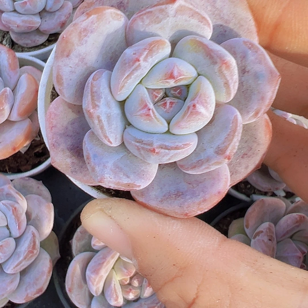 5厘米橙子2颗多肉