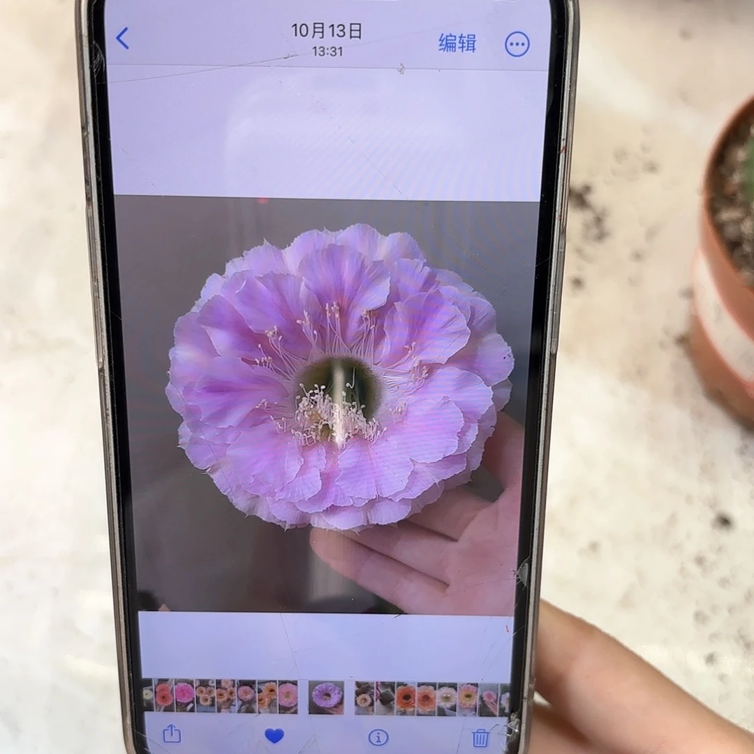 彩草1-33号6-7公分左右