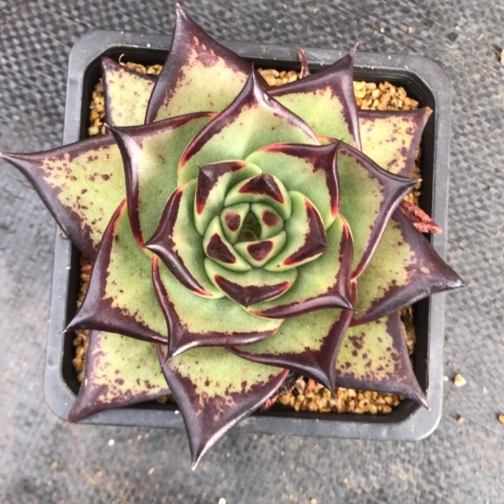 准备大盆涨价111111