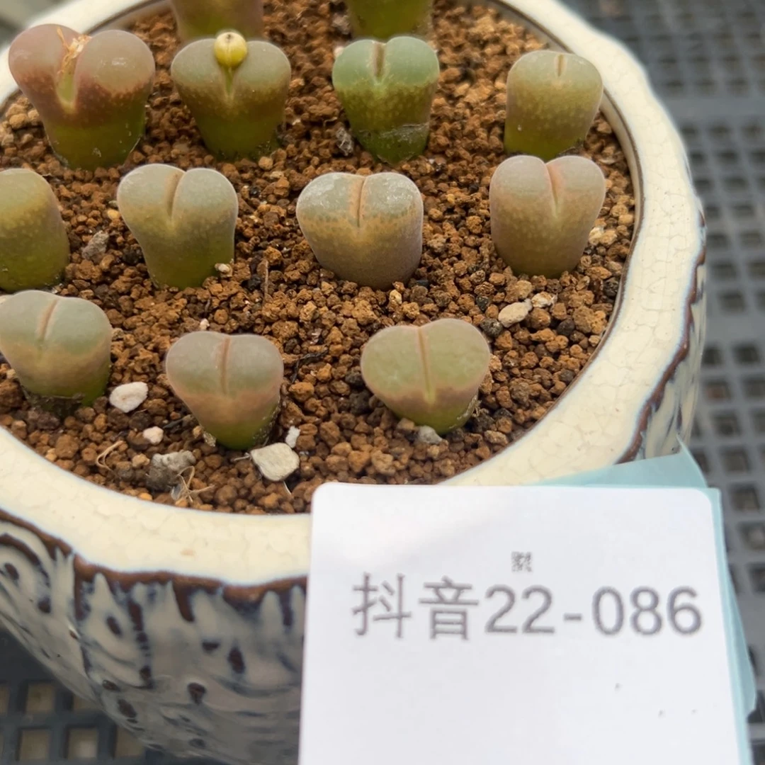22-86量拍恩东风铃母本一颗