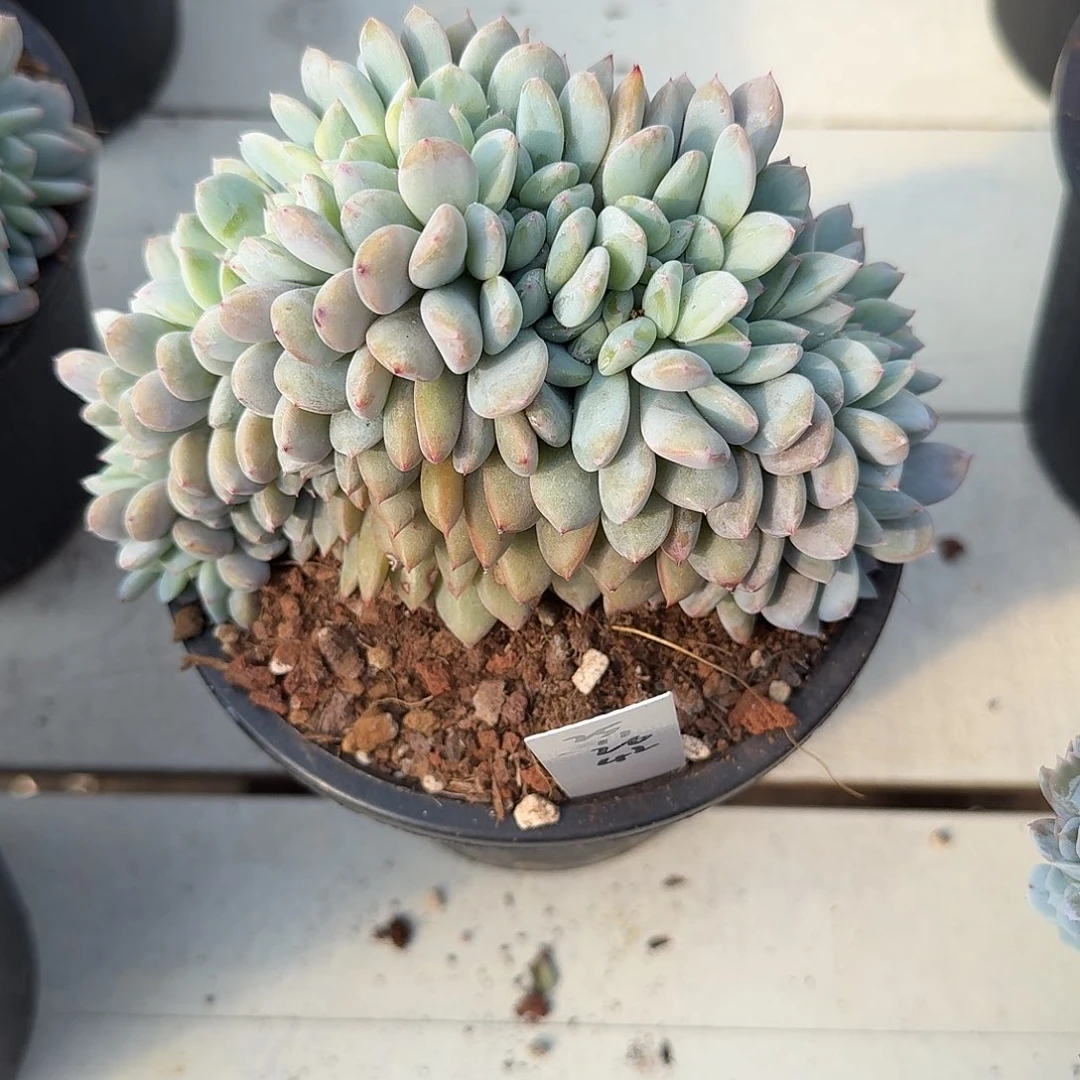 糖***子25112642橙梦露缀化