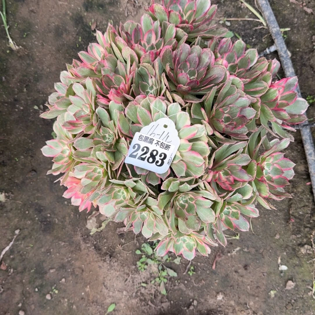 16-14法师丘比特有断2283