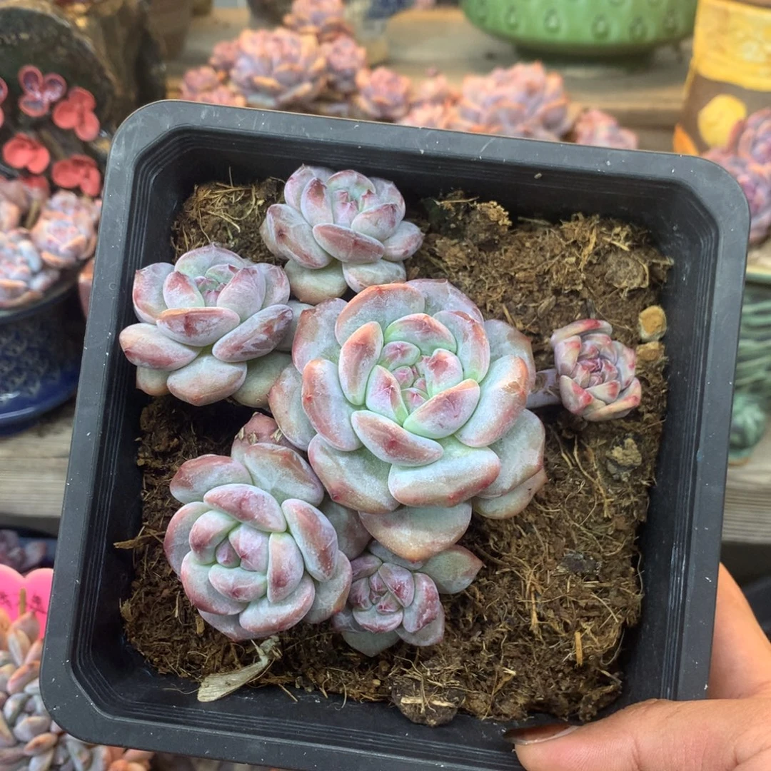 石榴籽小脸花花花花
