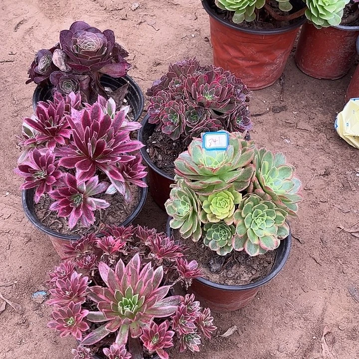 841多肉植物组合，