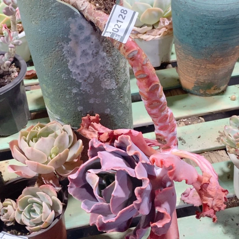 【闪购商品】红婚纱02128