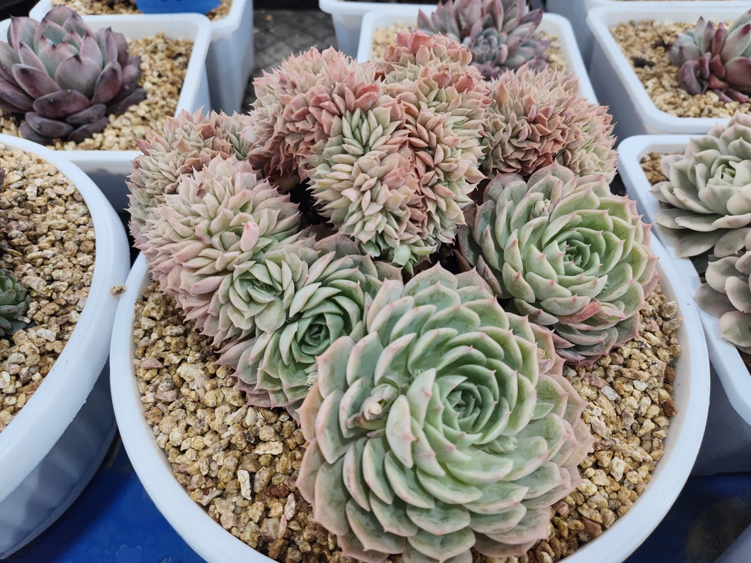 云南基地直发昂斯诺缀化多肉