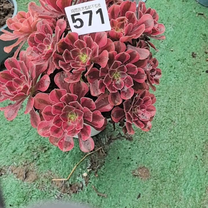 571美杜莎花花2-7