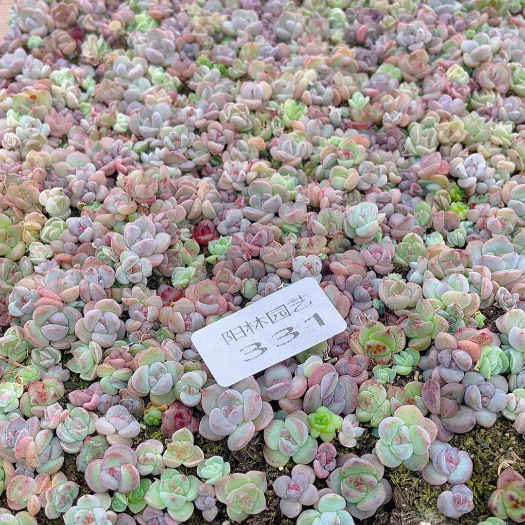 *****多肉植物多肉植物331