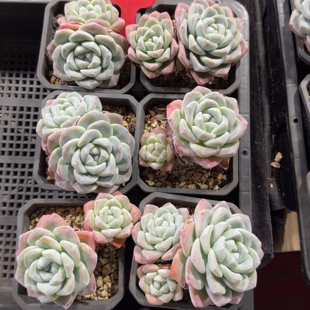 冰玉带盆发6颗一起