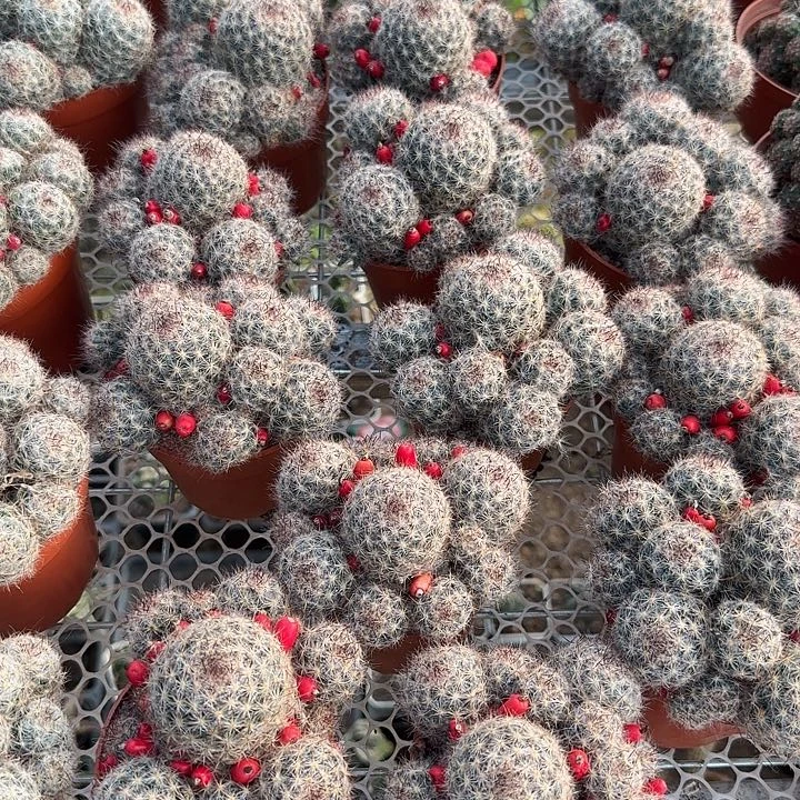 松霞随机一颗。