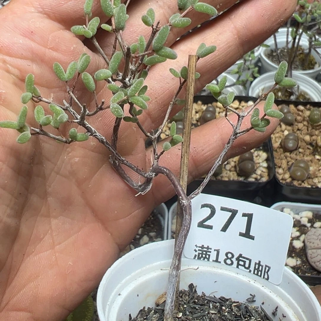 【闪购商品】 271。