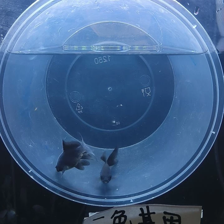 蝴蝶鲤鱼墨蝶大鳍大尾有张力