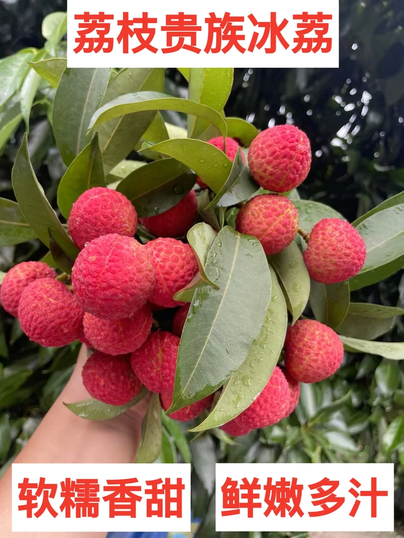 新鲜采摘正宗合江荔枝（冰荔）精品隆重限量上市
