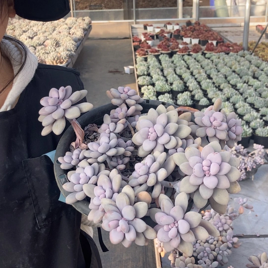 6.80桃蛋随机发货一颗带盆带土发货