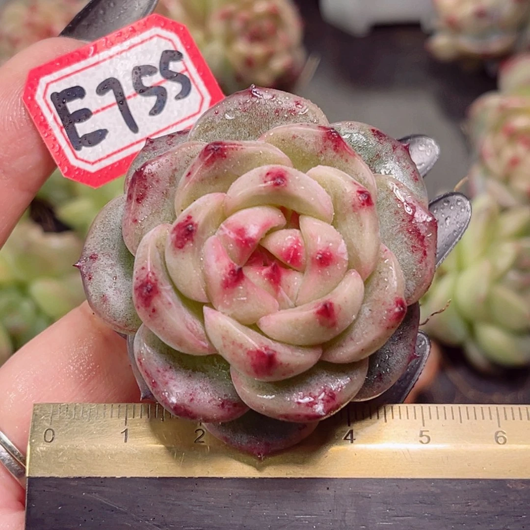 E755一物一拍 小酒窝