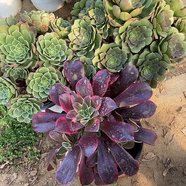 万圣节奶白金丝雀特价不包断775