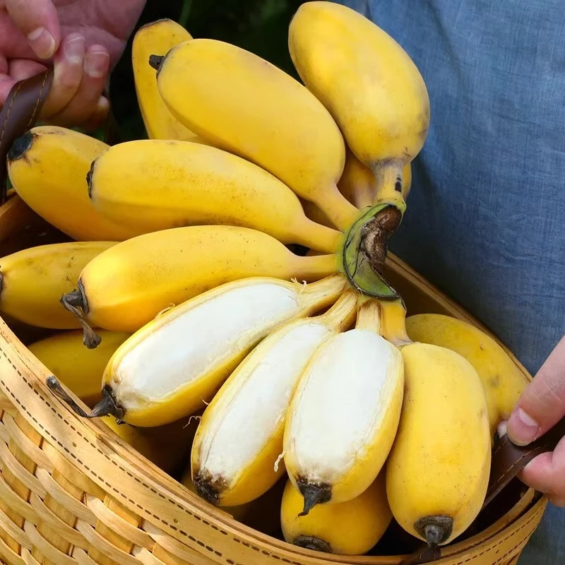 正宗苹果蕉糯现摘自然熟香蕉整箱小米蕉新鲜水果当季粉蕉广西孕妇