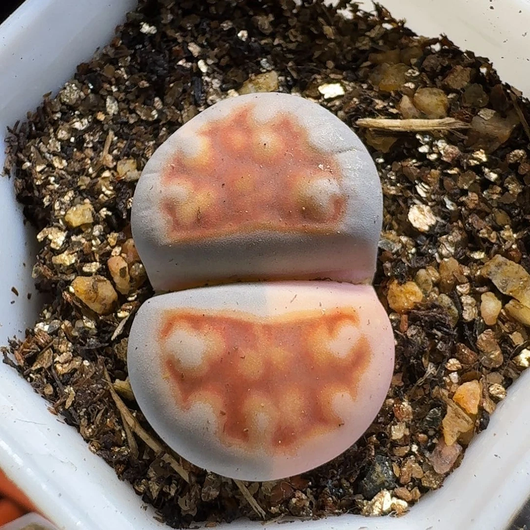 这***李生石花111111。  115