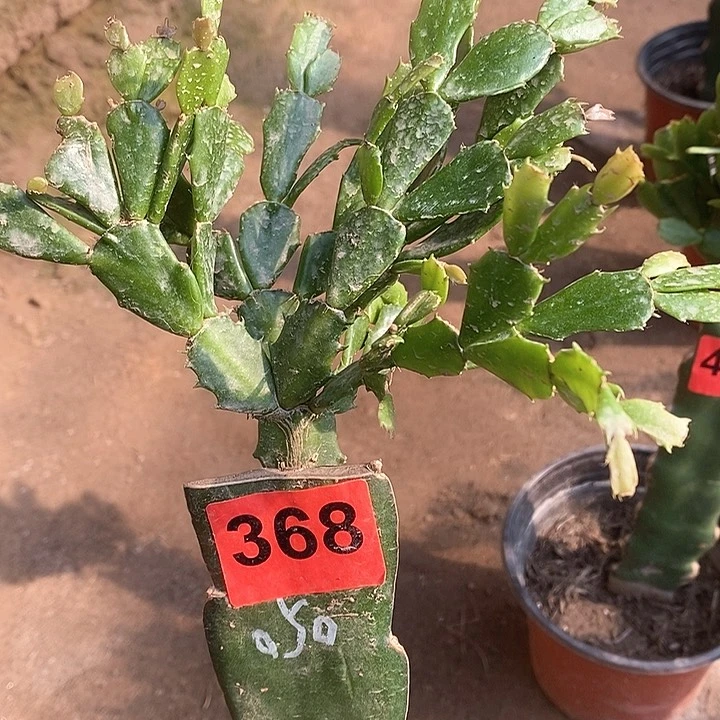 无花朵050，368号柱有疤新疆不包邮