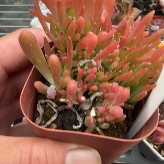 162火狐狸缀多肉植物多