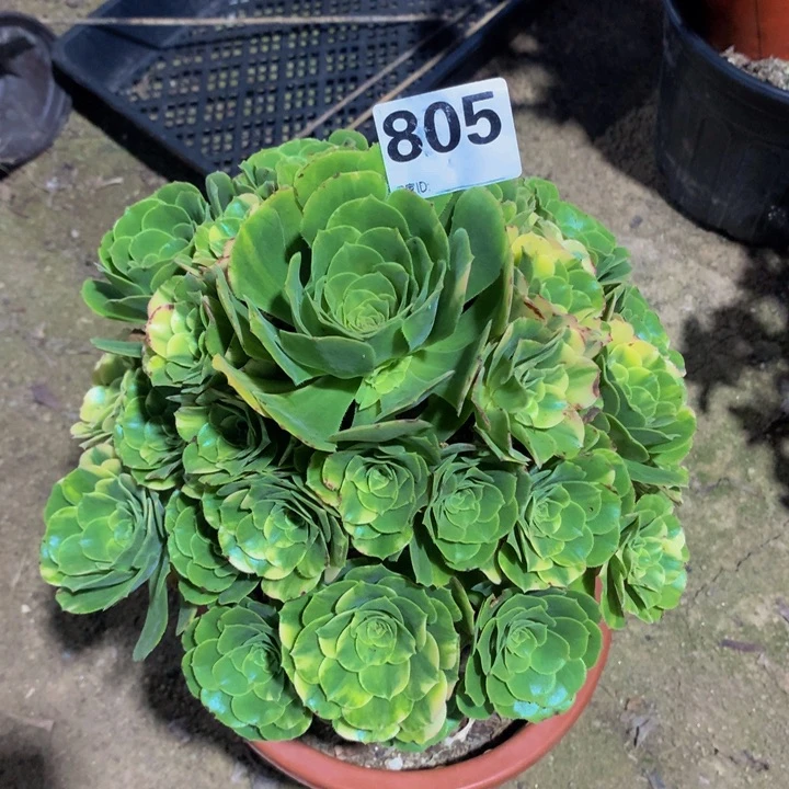 半***过无花朵五彩805 寄养