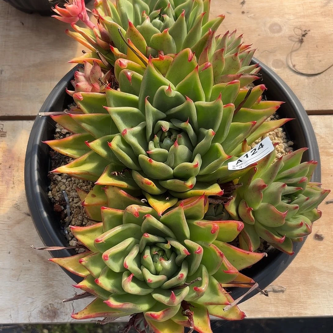 若如东云单拍A124