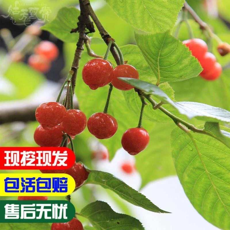 烟台大樱桃树苗 黄蜜水晶黄樱桃苗 嫁接樱桃苗南方北方种植果树苗