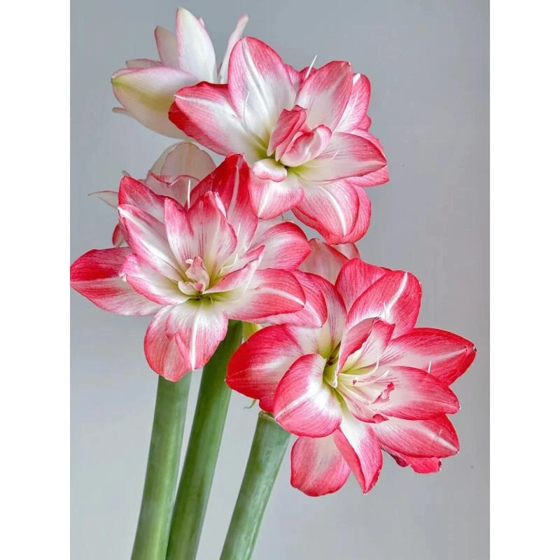 朱顶红 切支（谐音注定红） （顺丰包邮）