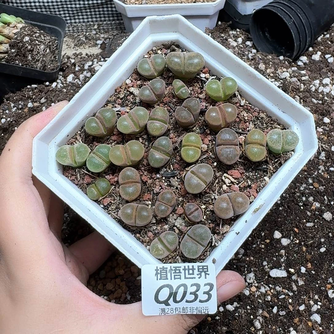 多肉植物的润泽徐