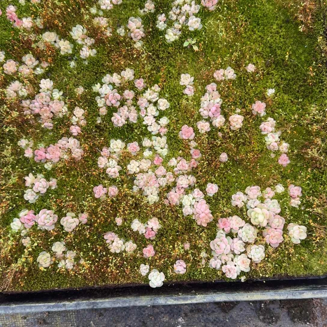 稀疏珍妮切糕一筐26-106