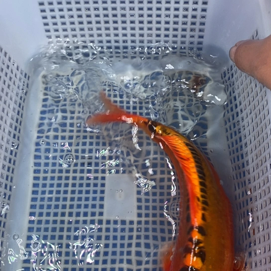 锦鲤冷水锦鲤包邮
