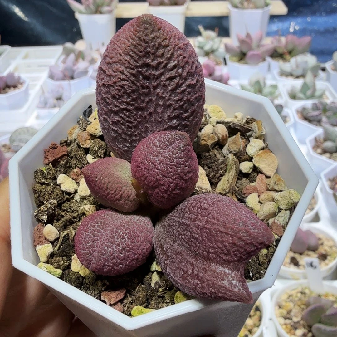 ?****?水泡多肉植物1颗