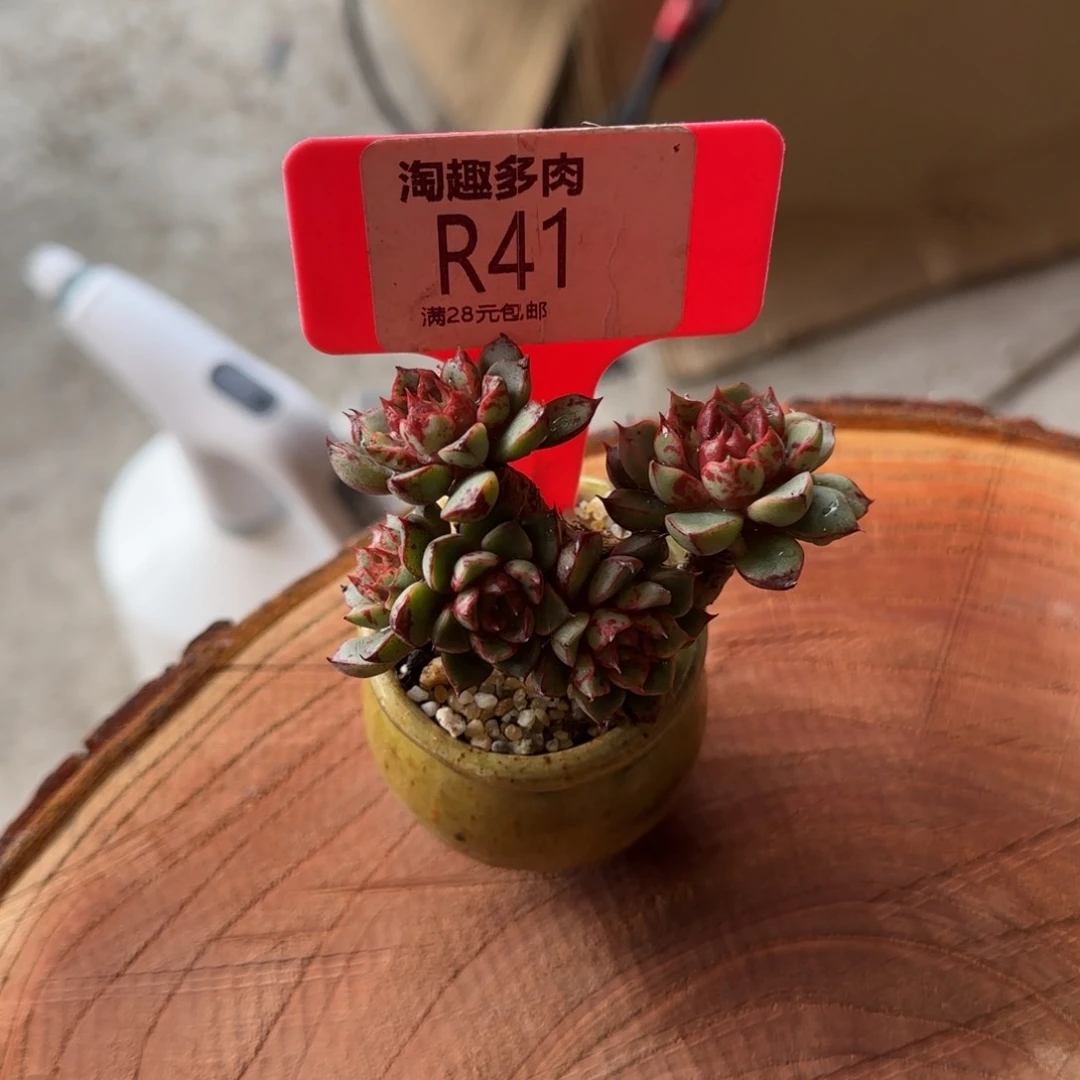 多肉植物烟火老桩